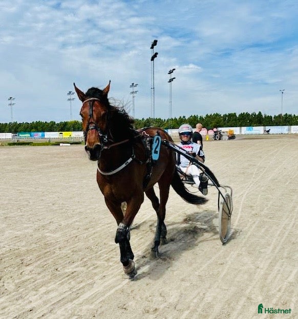  hästar Blivande Stjärna till salu - Annons 7