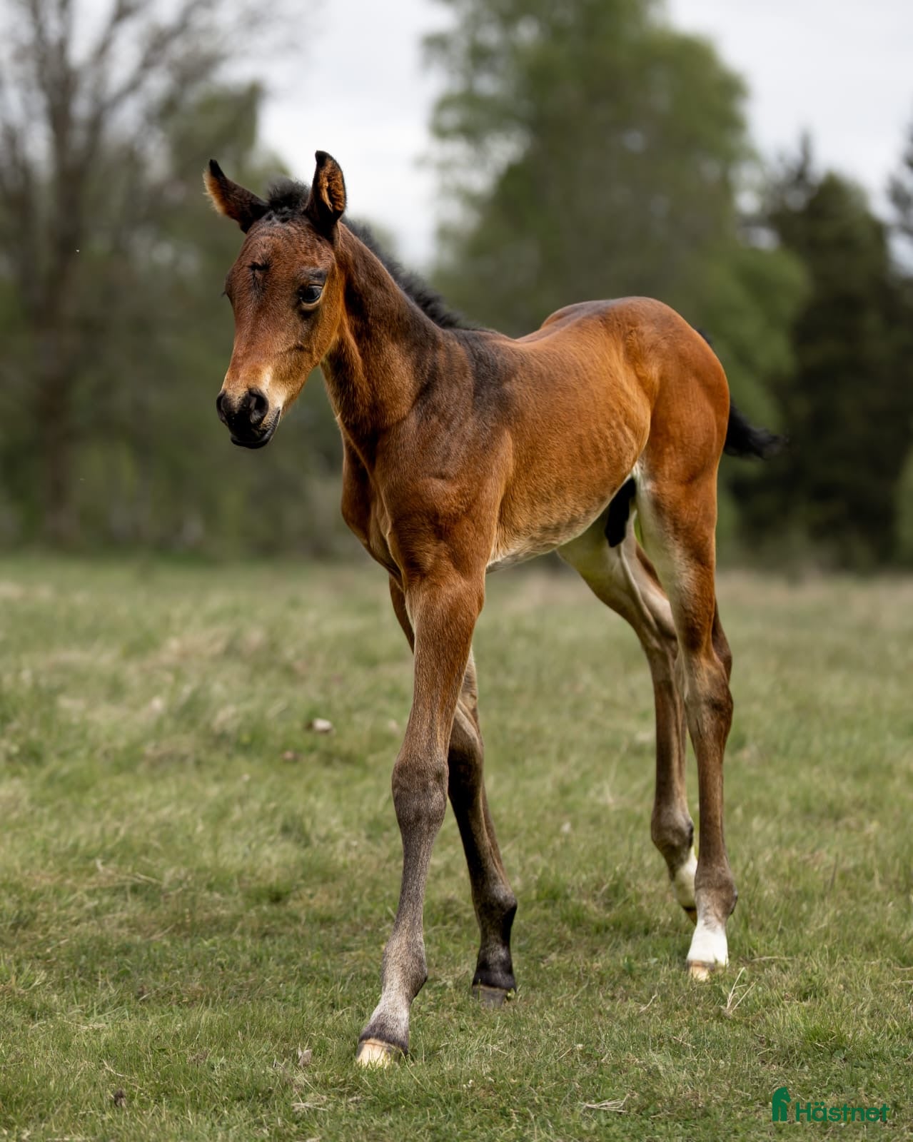  hästar Exklusivt kvalitetsföl efter Hardrock Z ⭐️ i Ullared - Annons 11