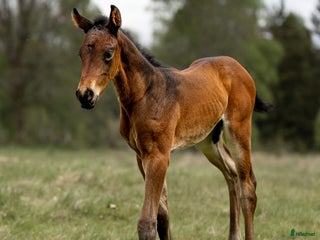 Allround hästar till salu: Exklusivt kvalitetsföl efter Hardrock Z ⭐️ i Ullared - Annons 2