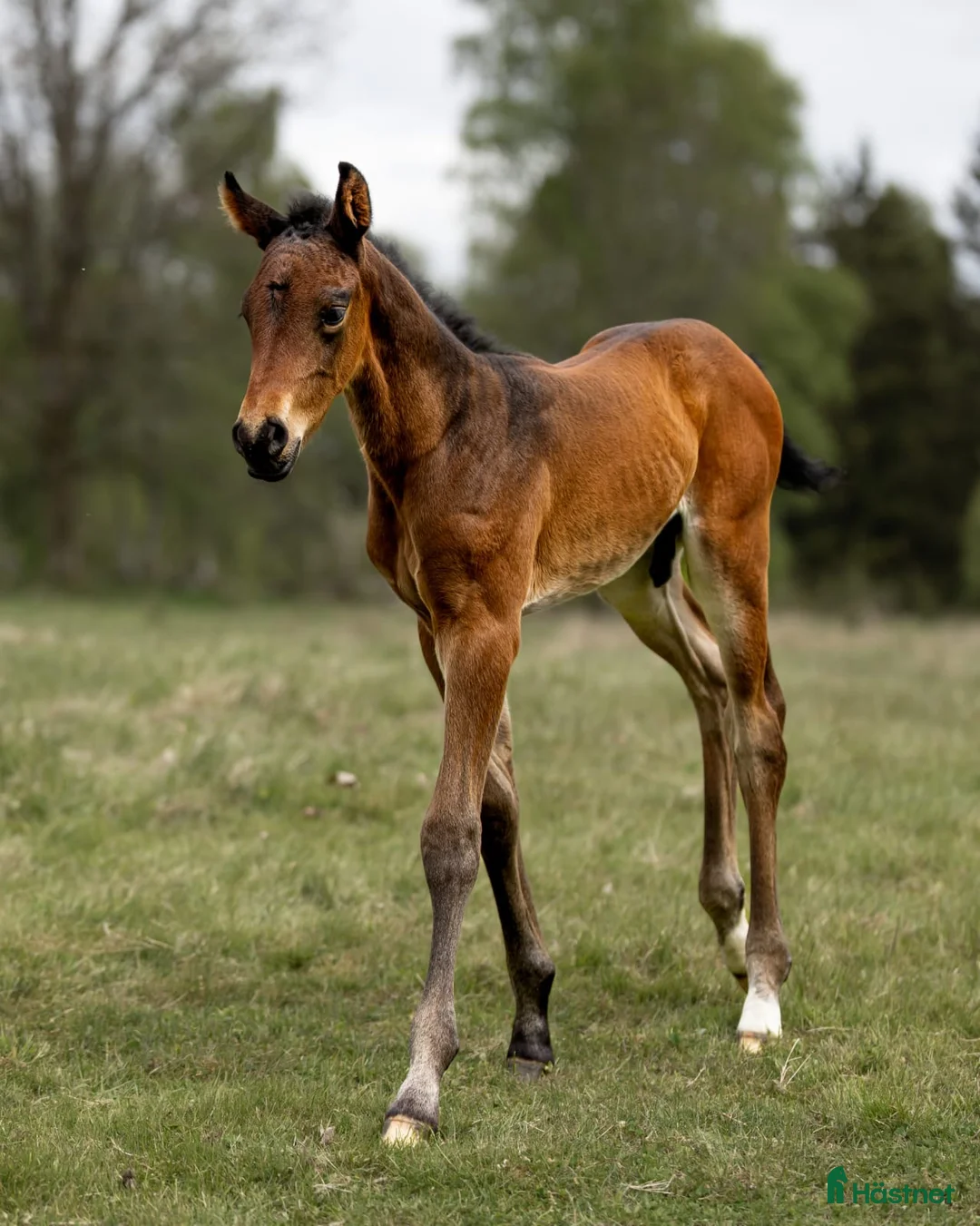 Allround hästar till salu: Exklusivt kvalitetsföl efter Hardrock Z ⭐️ i Ullared - Annons 1