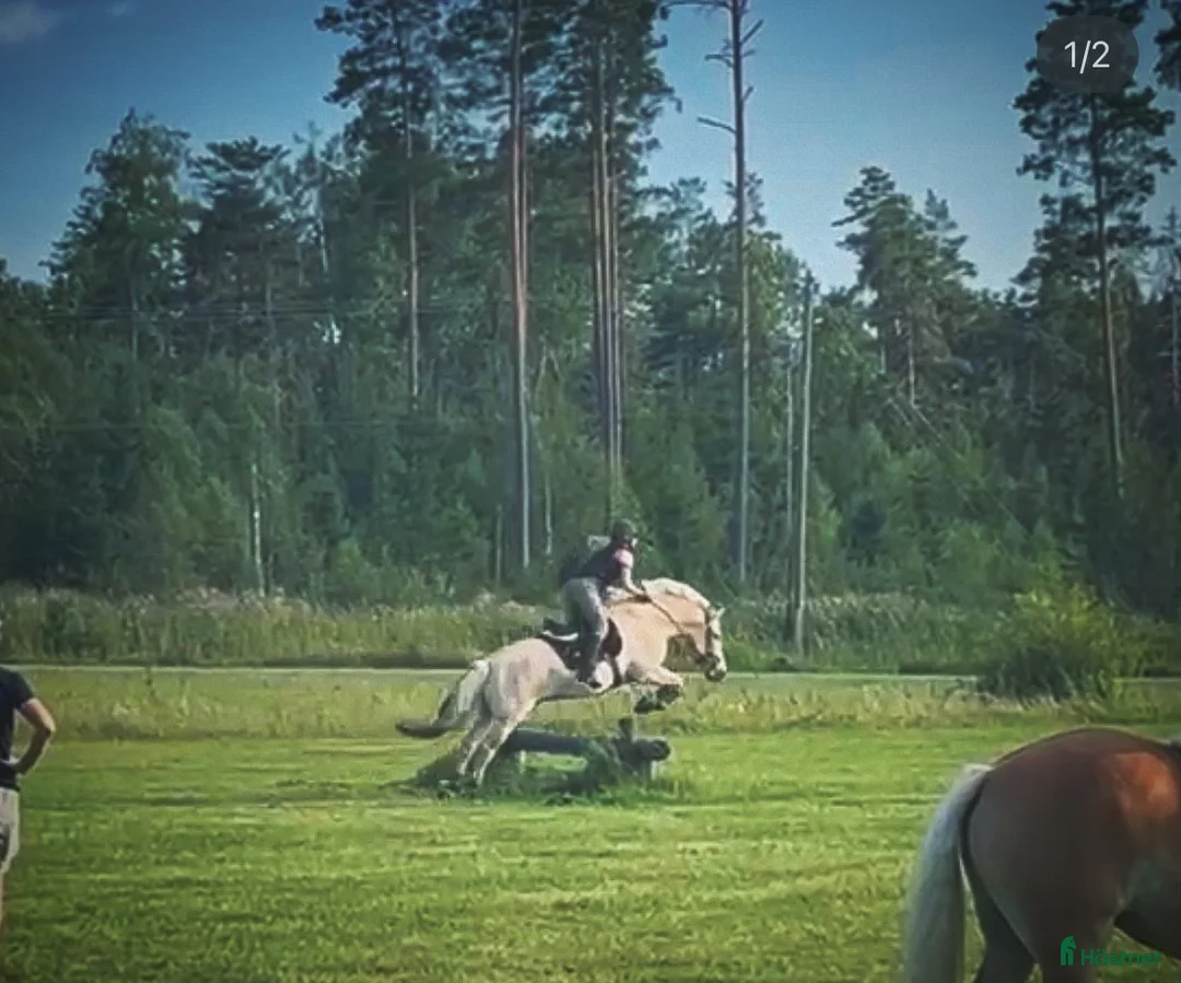  medryttarhäst finnes: Dressyr intresserad ryttare sökes till Fjording i Västerhaninge - Annons 22