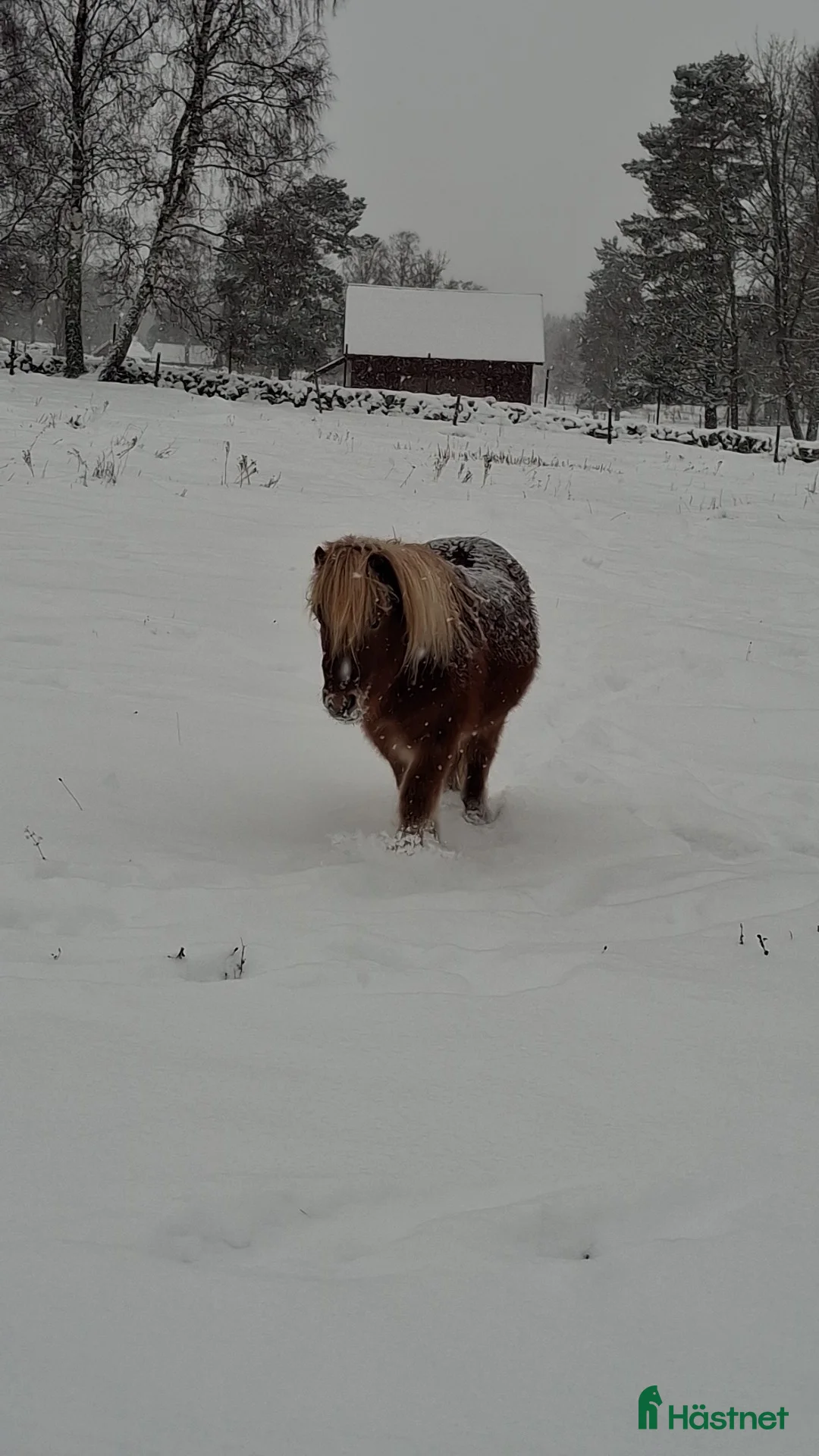 Allround hästar till salu: Mysig shettiskille i Falköping - Annons 3