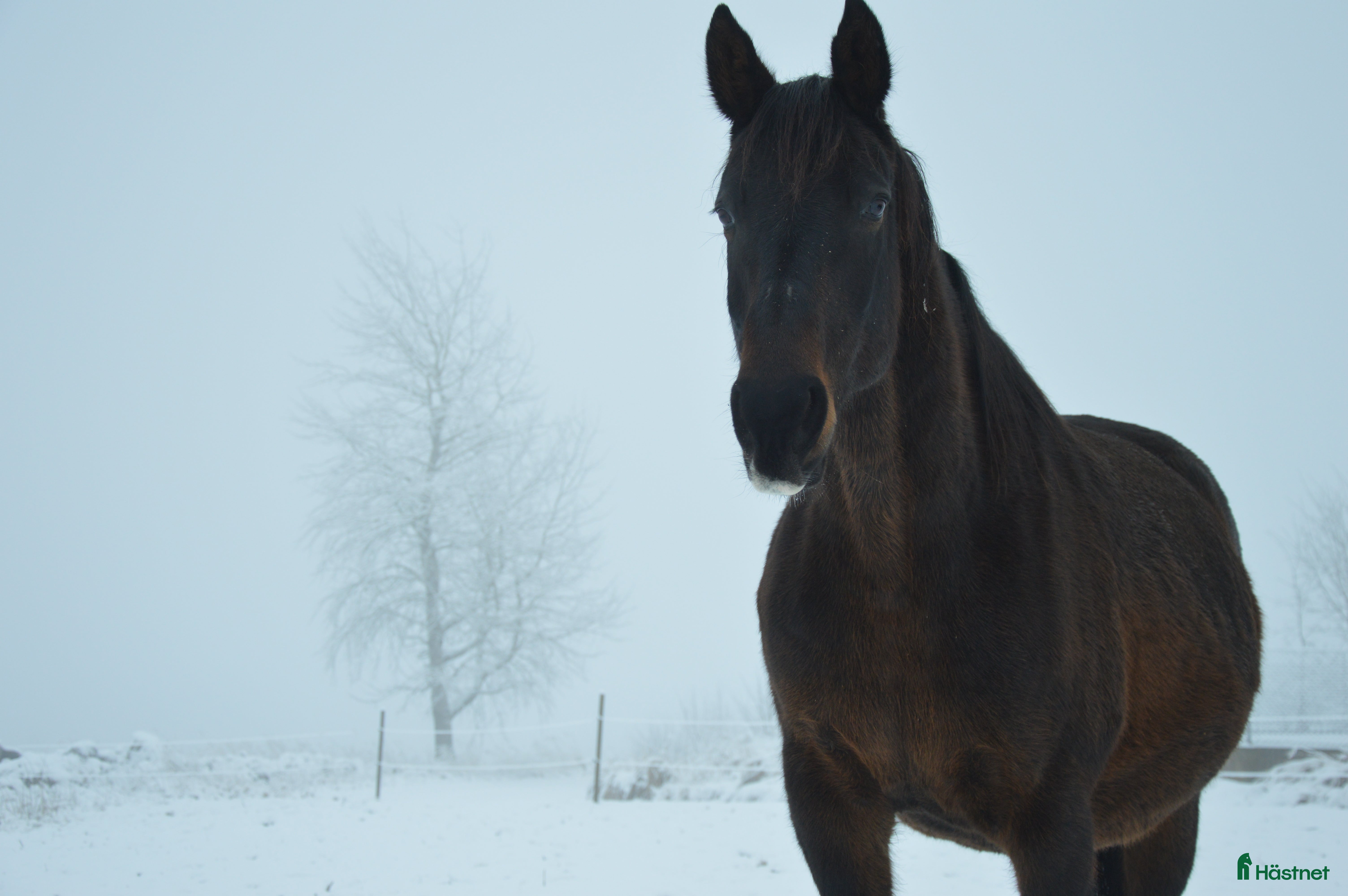  hästar Dressyrstammad avelsto i Gällstad - Annons 5
