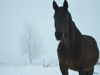 hästar Dressyrstammad avelsto i Gällstad - Annons 5