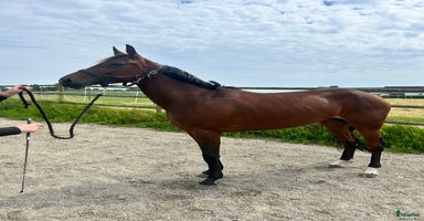  hästar i Svedala - Annons 3