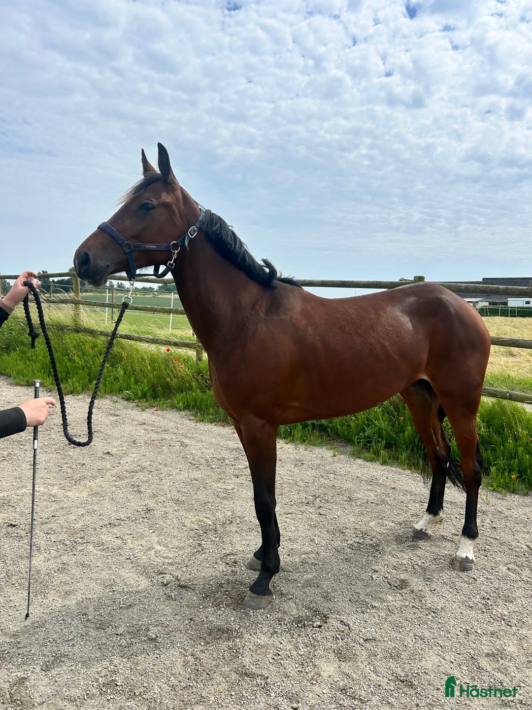 Allround hästar till salu: Snygg brud i lyxförpackning  i Svedala - Annons 2