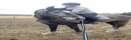 Allround hästar till salu: PRE hingst - Annons 3
