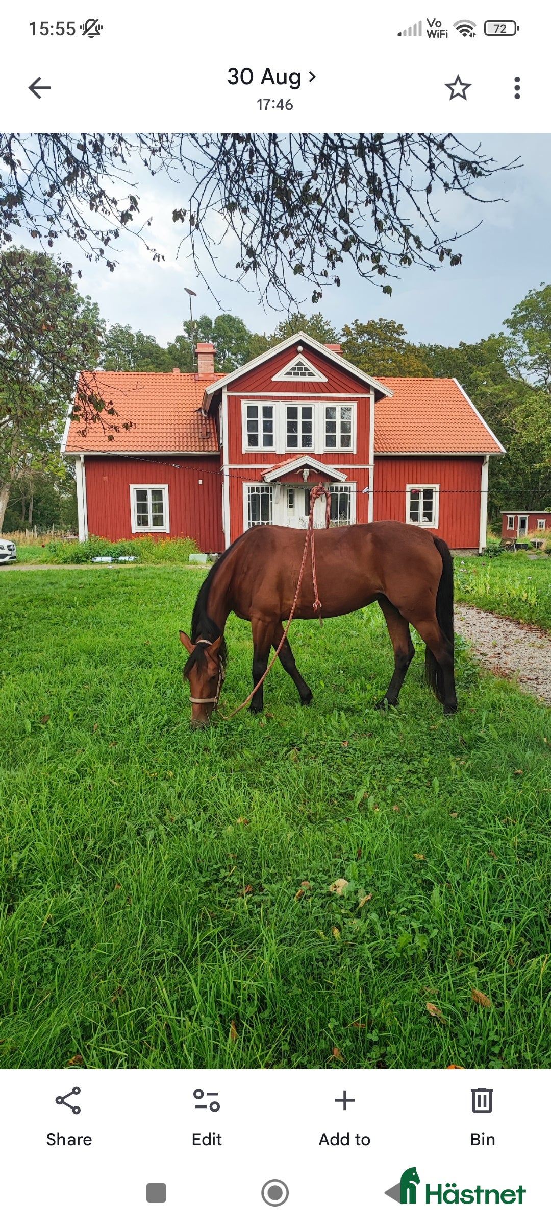  hästar Travare sto  i Korsberga - Annons 2