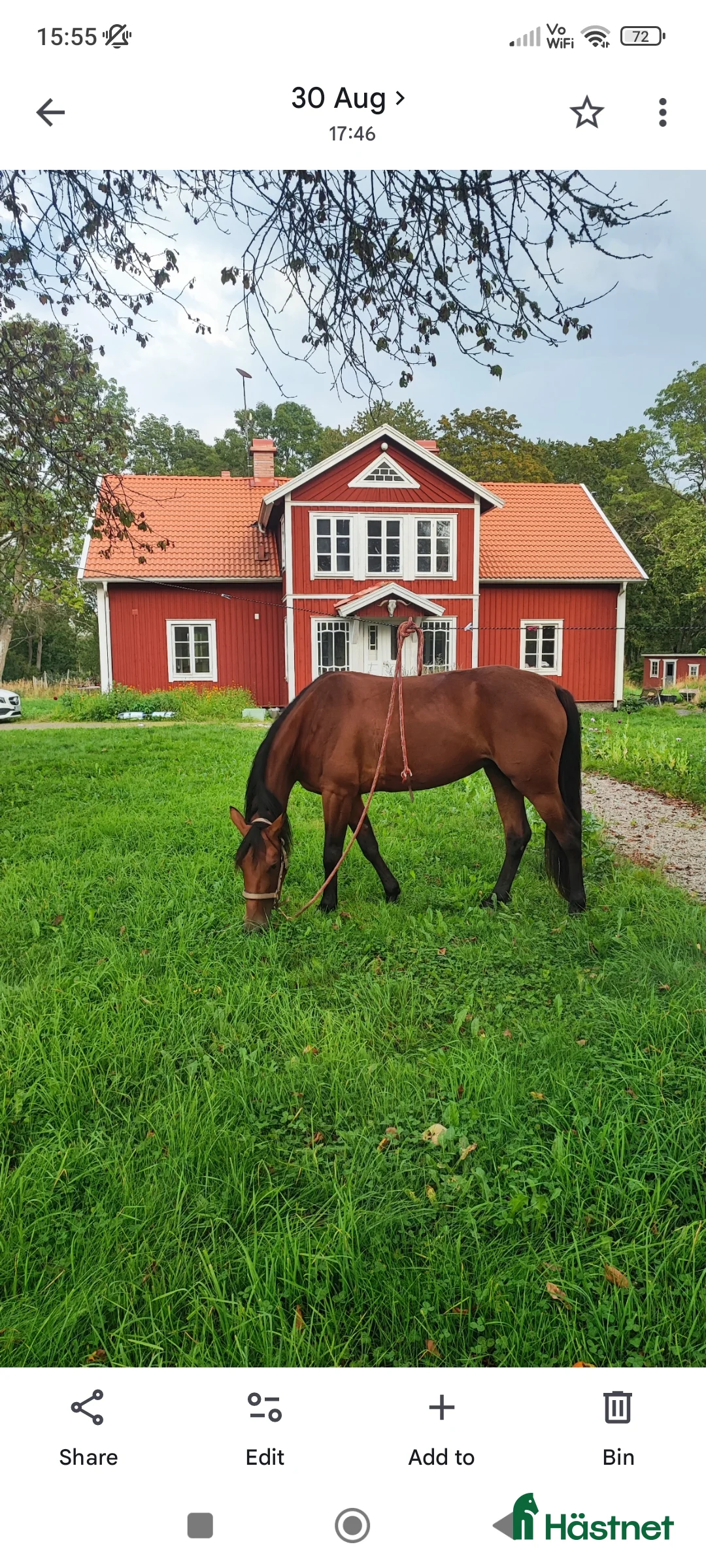 Sällskap hästar till salu: Travare sto  i Korsberga - Annons 1