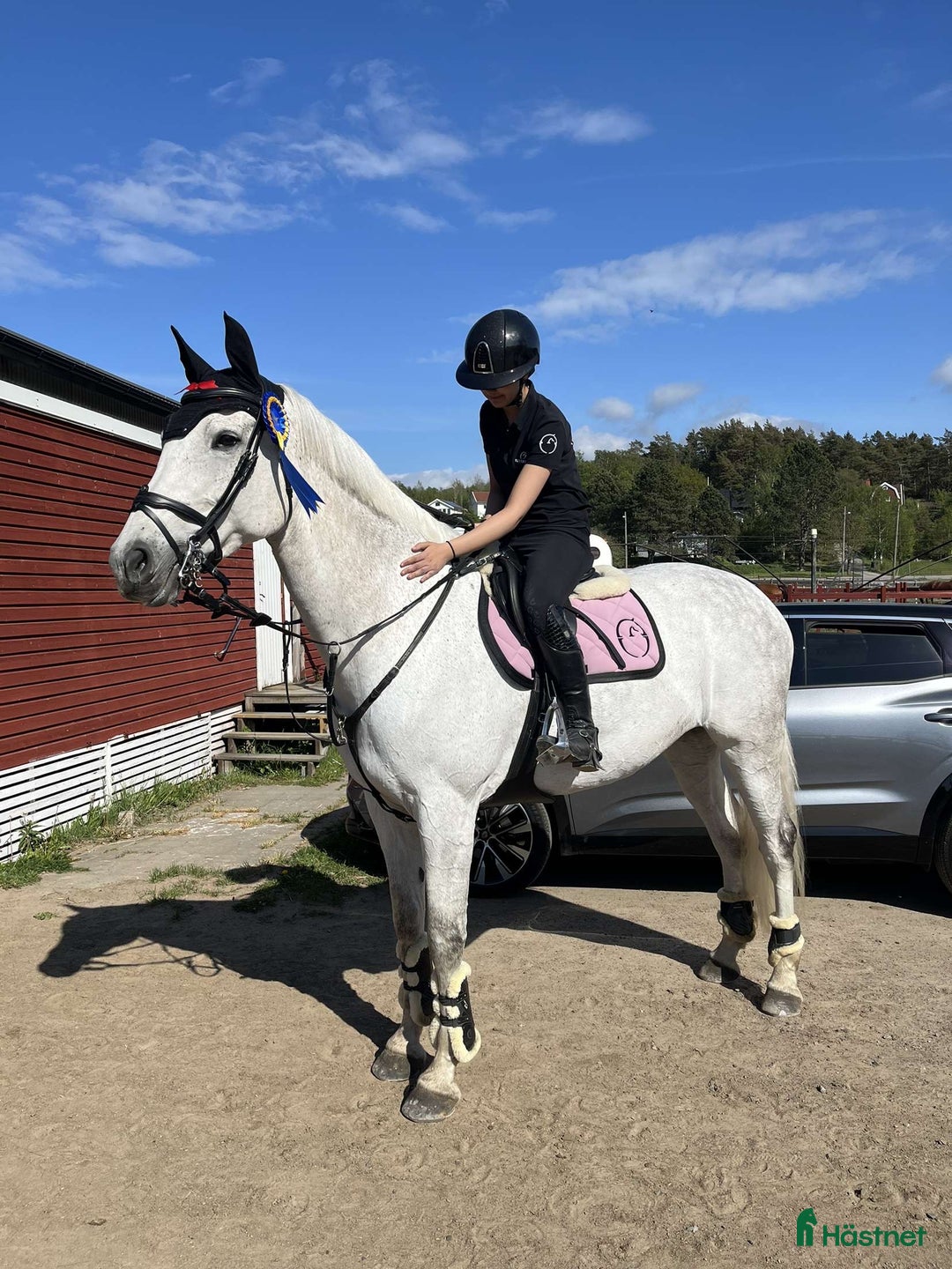 Allround hästar till salu: Fin hopphäst med kapacitet i Göteborg - Bild 4