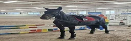  medryttarhäst finnes: Medryttare sökes mellan ödestugu och malmbäck - Annons 2
