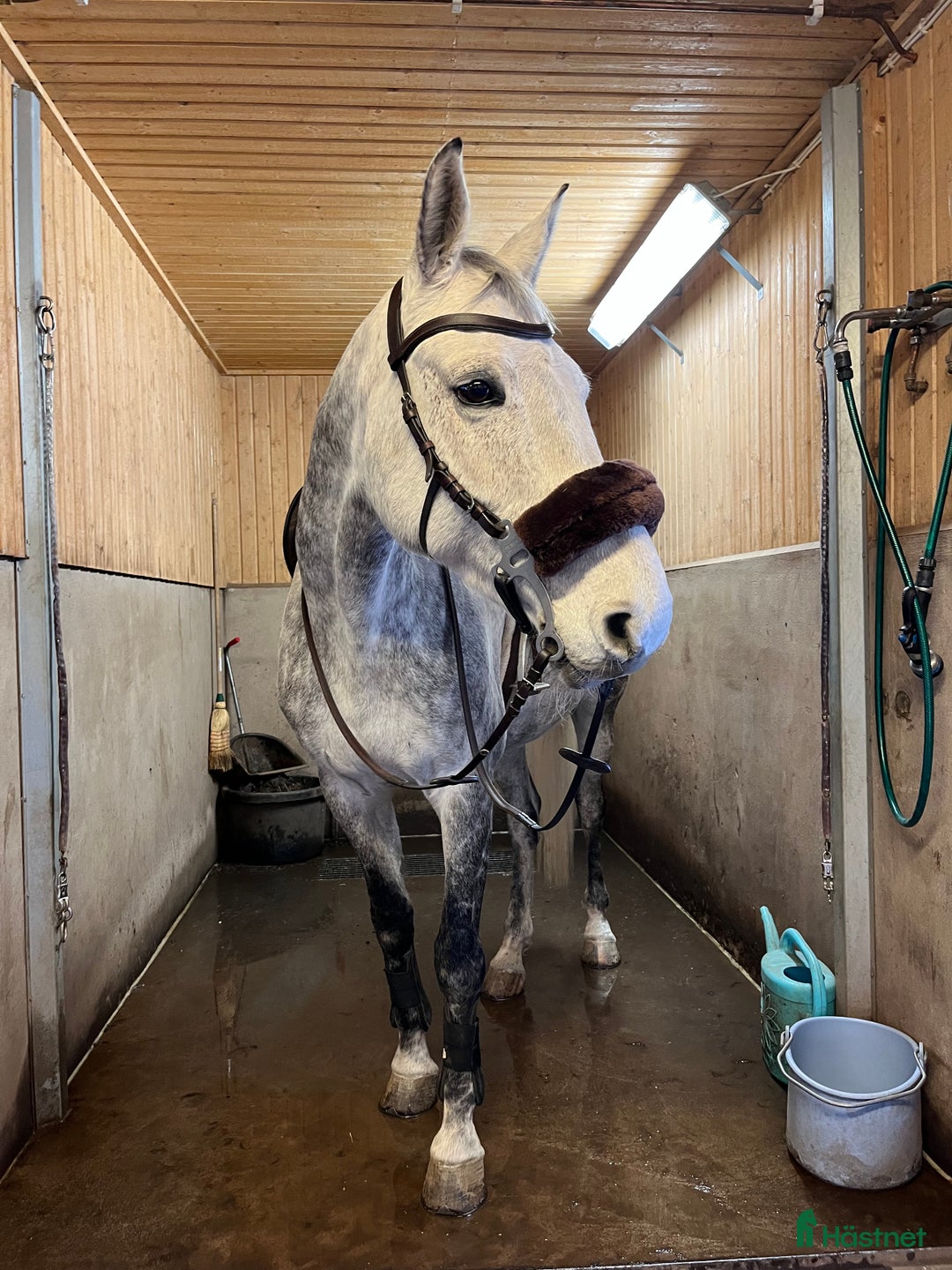 Fälttävlan hästar till salu: Fantastiskt SWB-sto för hopp/fälttävlan i Vetlanda - Annons 5