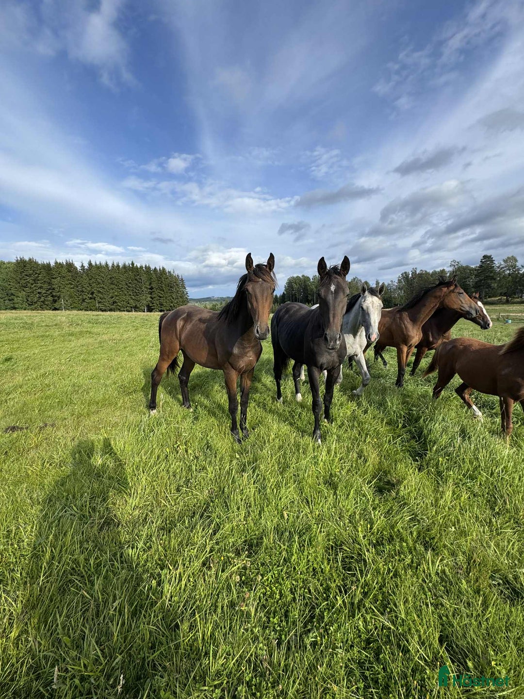 Hoppning hästar till salu: Don't Touch Tiji Hero! i Östra Ämtervik - Annons 11