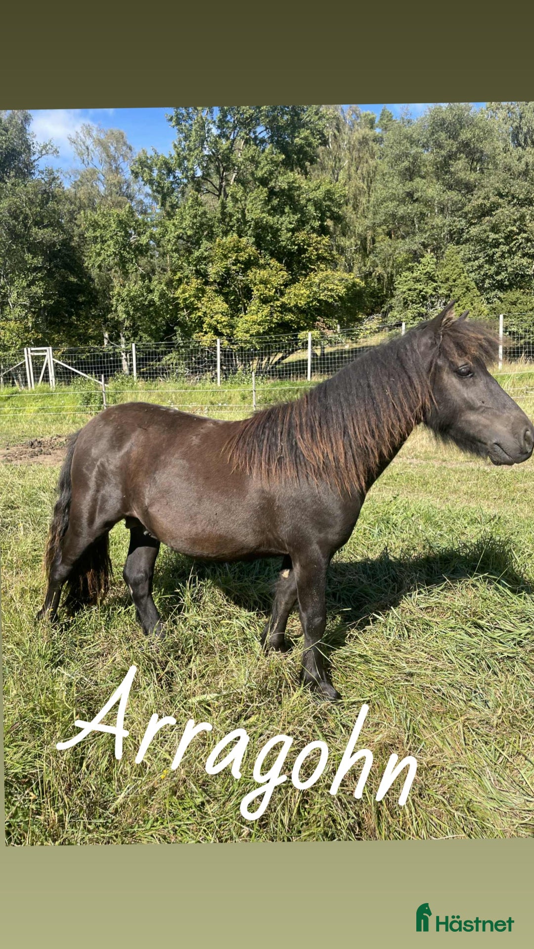 Allround hästar till salu: Shettlands hingstar till salu i Huskvarna - Annons 2