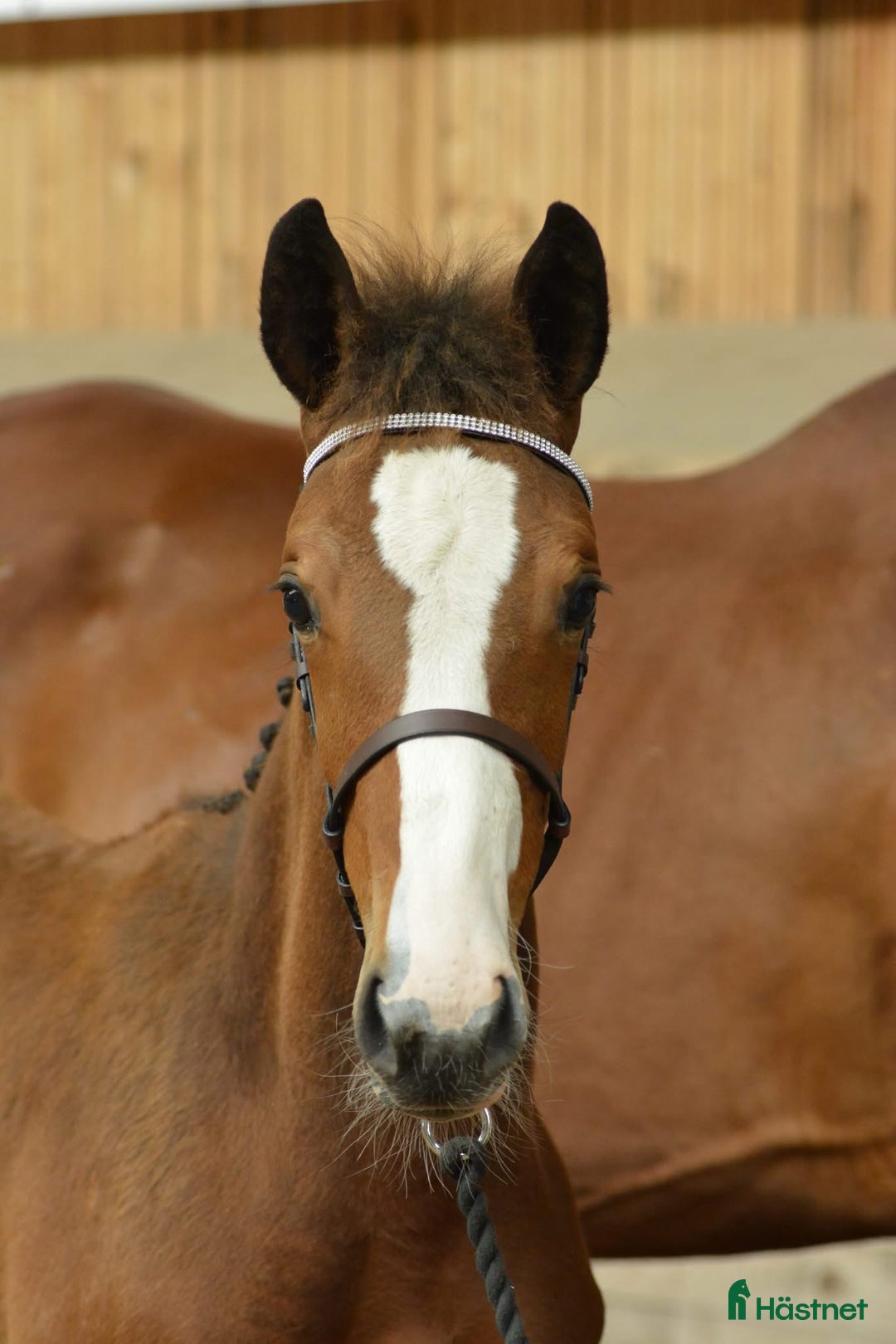 Hoppning hästar till salu: Premiestoföl e. Janeiro de Bieville i Örebro - Annons 2