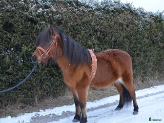 Övrig Körutrustning körning till salu: Tömkörningsdäckel i Vännäs - Annons 15