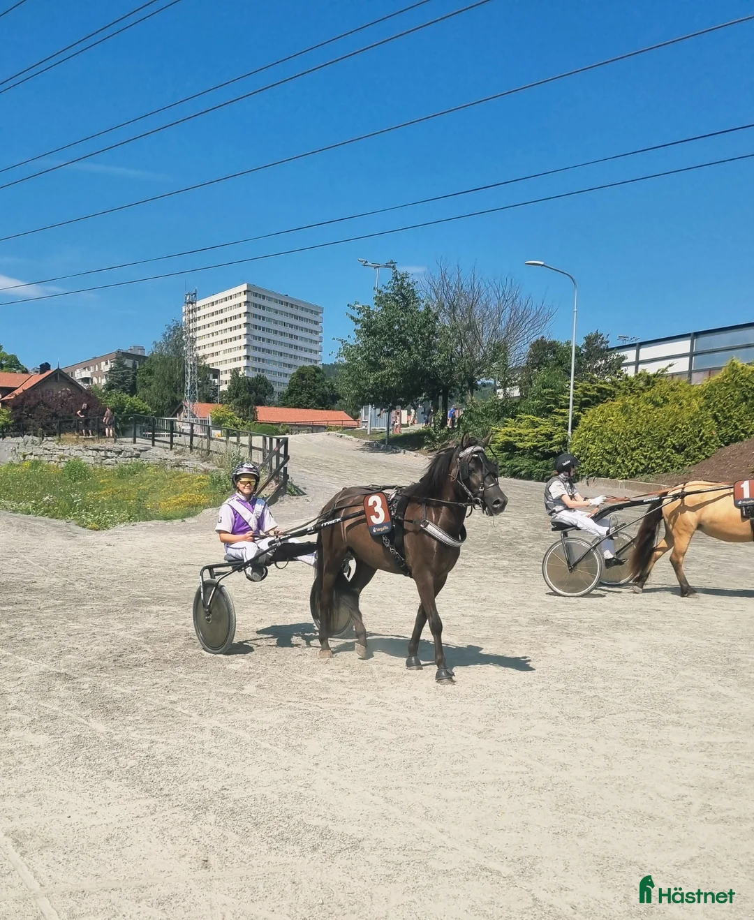 Trav hästar till salu: Super trevlig travare med fin stam och kapacitet! i Askim - Annons 1
