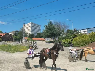 hästar Super trevlig travare med fin stam och kapacitet! i Askim - Annons 1