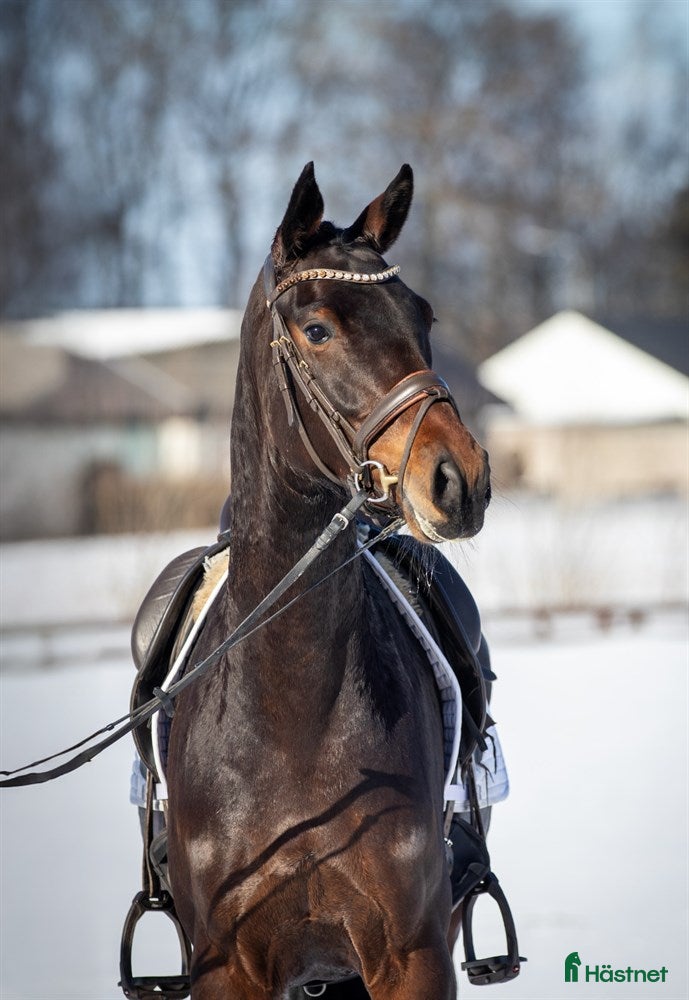  hästar Super smart velgående unghest - Annons 6