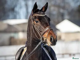 hästar Super smart velgående unghest - Annons 6