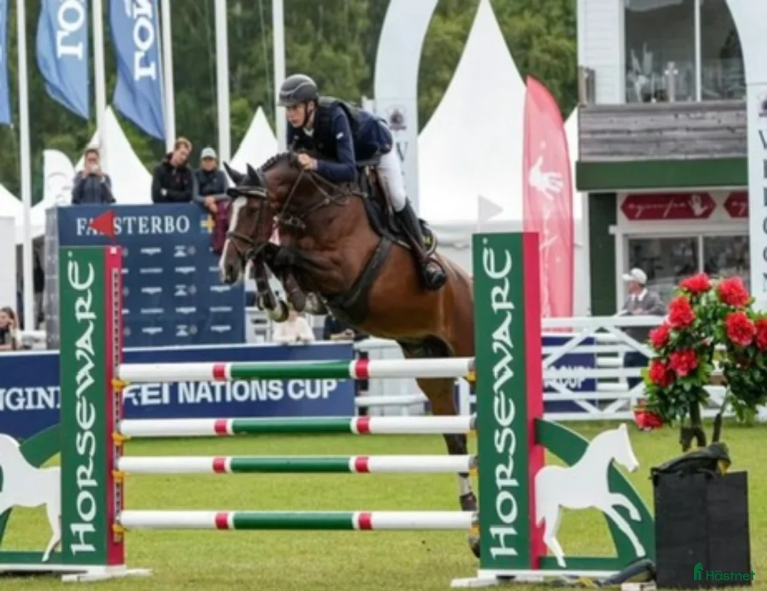 Hoppning hästar till salu: Hopphäst med det där extra, lämplig J-YR häst i Älmeboda - Annons 1