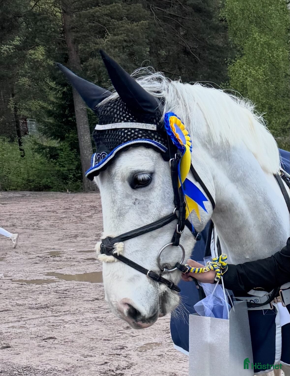  hästar till salu: 🌟Häftig ponny🌟 - Annons 11