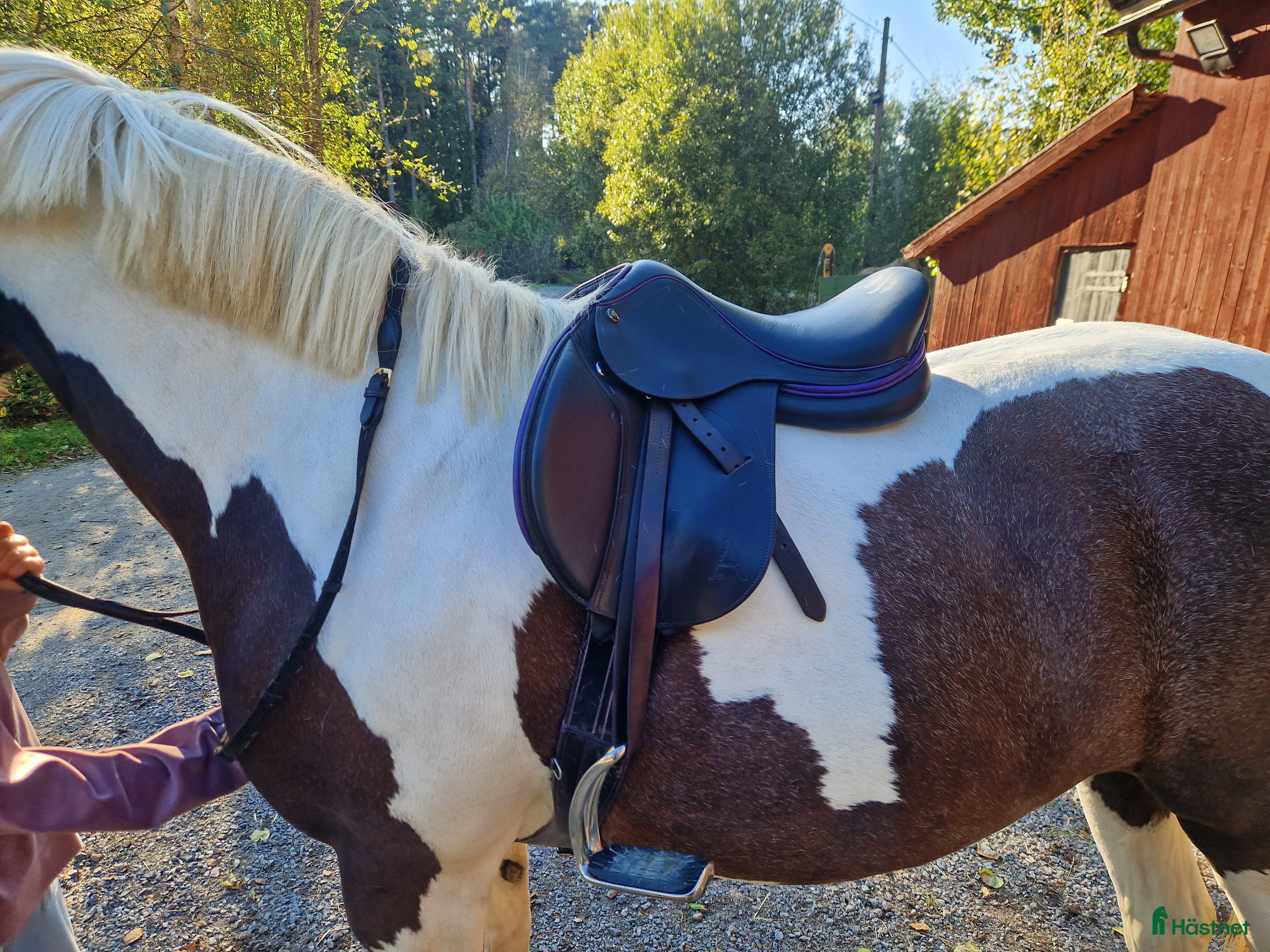 Sadlar hästutrustning till salu: Ponnysadel hoppning 15 tum  i Månkarbo - Annons 10