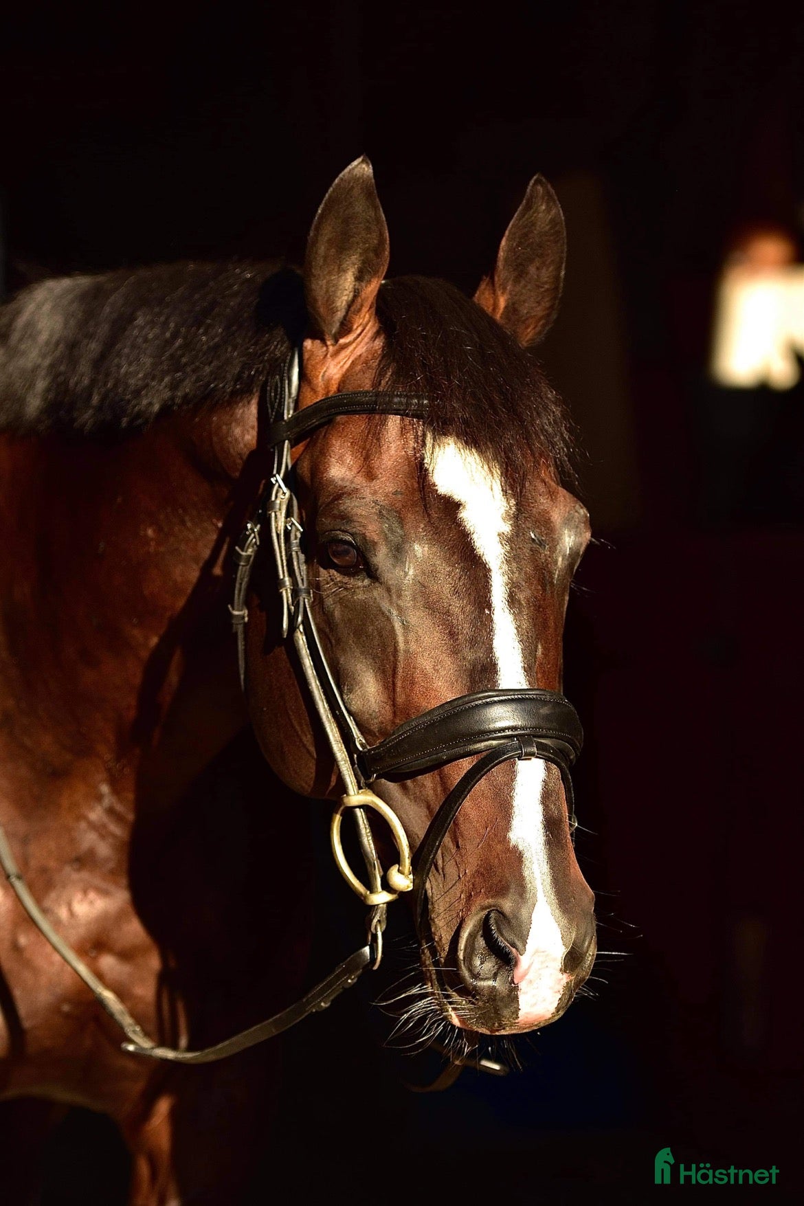  foderhäst finnes: Majsen söker Fodervärd! - Annons 1