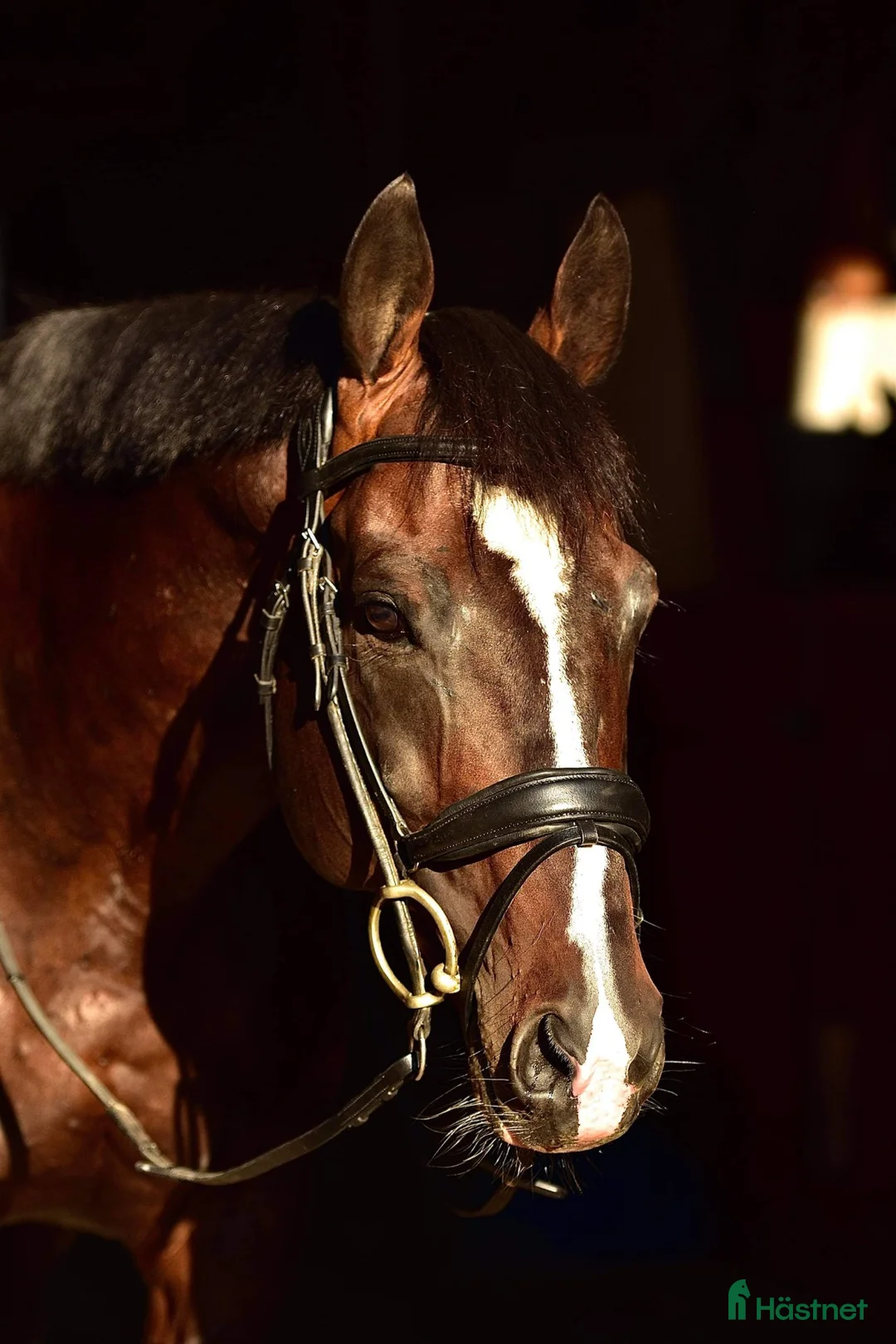  foderhäst finnes: Majsen söker Fodervärd! i Trelleborg - Annons 1