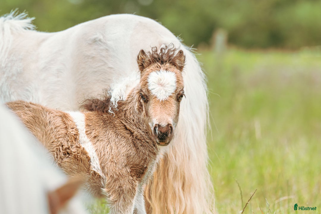 Allround hästar till salu: Årets charmtroll i Teckomatorp - Annons 1