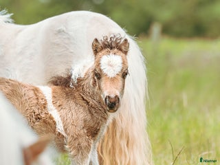 hästar Årets charmtroll i Teckomatorp - Annons 1