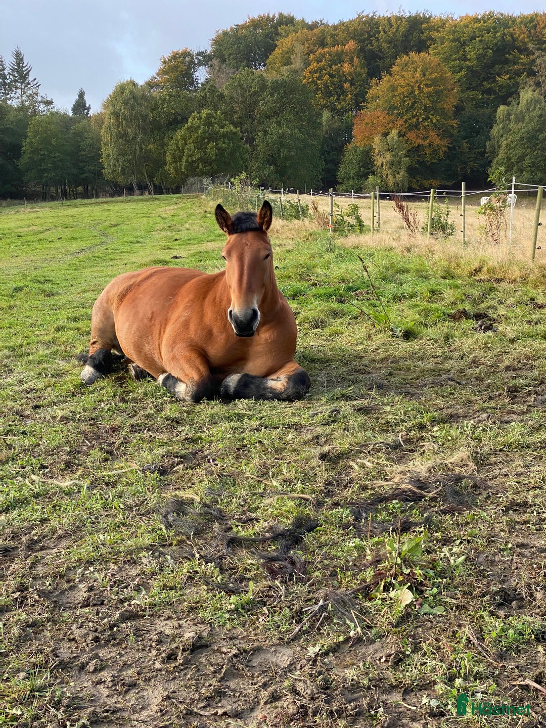 Allround hästar till salu: Ardennersto  i Röstånga - Annons 4