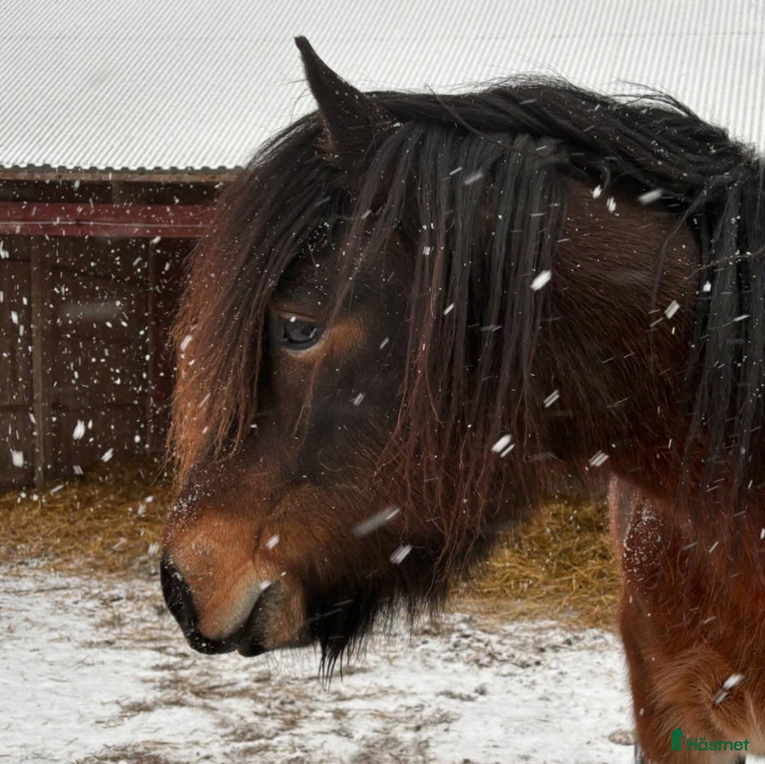 Allround hästar till salu: Kallblod söker fodervärd - Annons 9