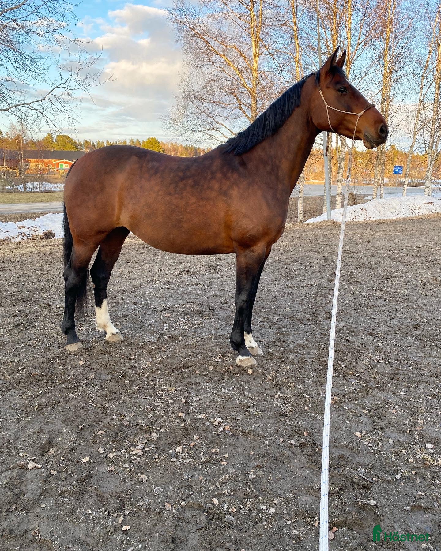  hästar SWB-sto Projekt/Hobby/Avel - Annons 2