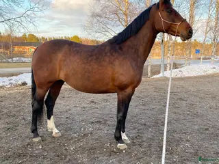 hästar SWB-sto Projekt/Hobby/Avel - Annons 2