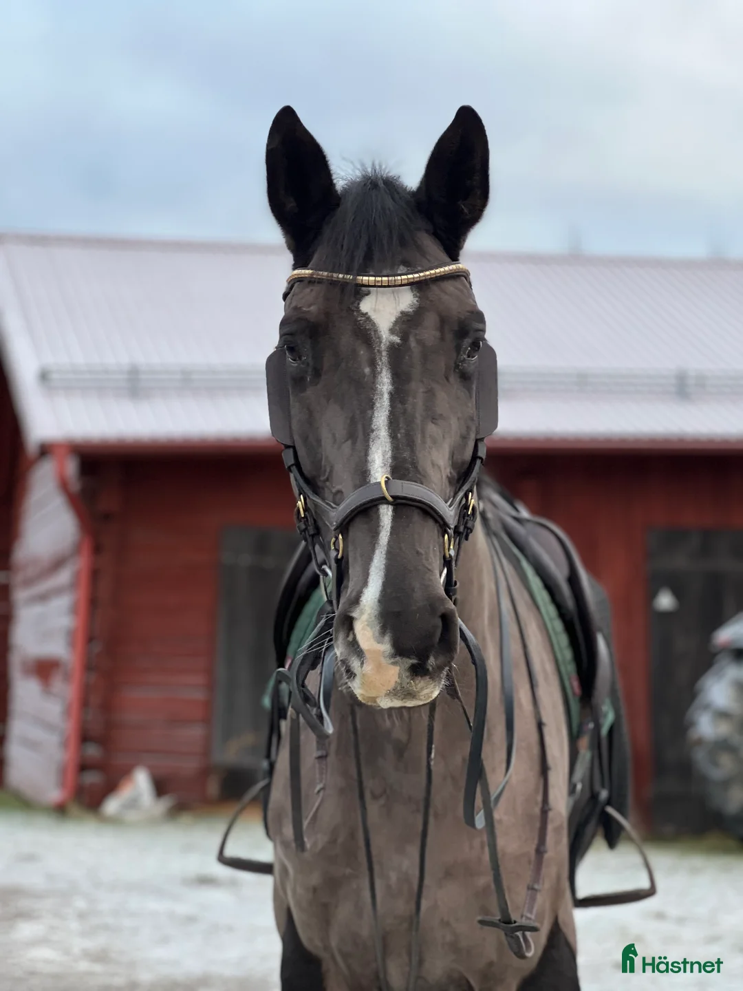 Hoppning hästar till salu: Talangfull 9-årig valack - hopp & dressyr - Annons 1