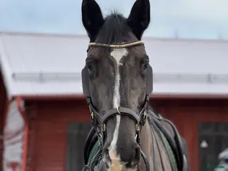 hästar Talangfull 9-årig valack - hopp & dressyr - Annons 5
