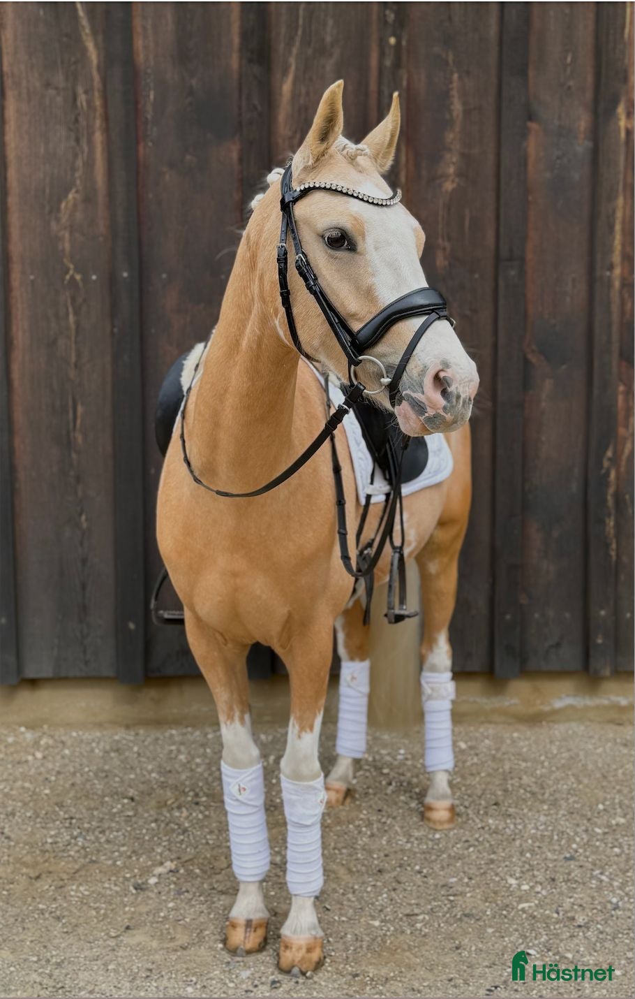  hästar Upcoming kat. 2 pony sælges  - Annons 1