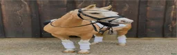 Dressyr hästar till salu: Upcoming kat. 2 pony sælges  - Annons 1