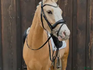 hästar Upcoming kat. 2 pony sælges - Annons 2