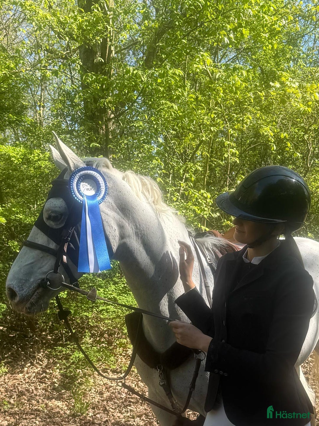 Hoppning hästar till salu: Versatile Show Jumping Pony – Proven Across Europe - Annons 5