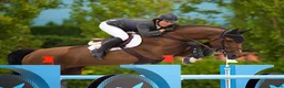 Hoppning hästar till salu: Lovande sto med toppstam-El Barone Action Breaker - Annons 10