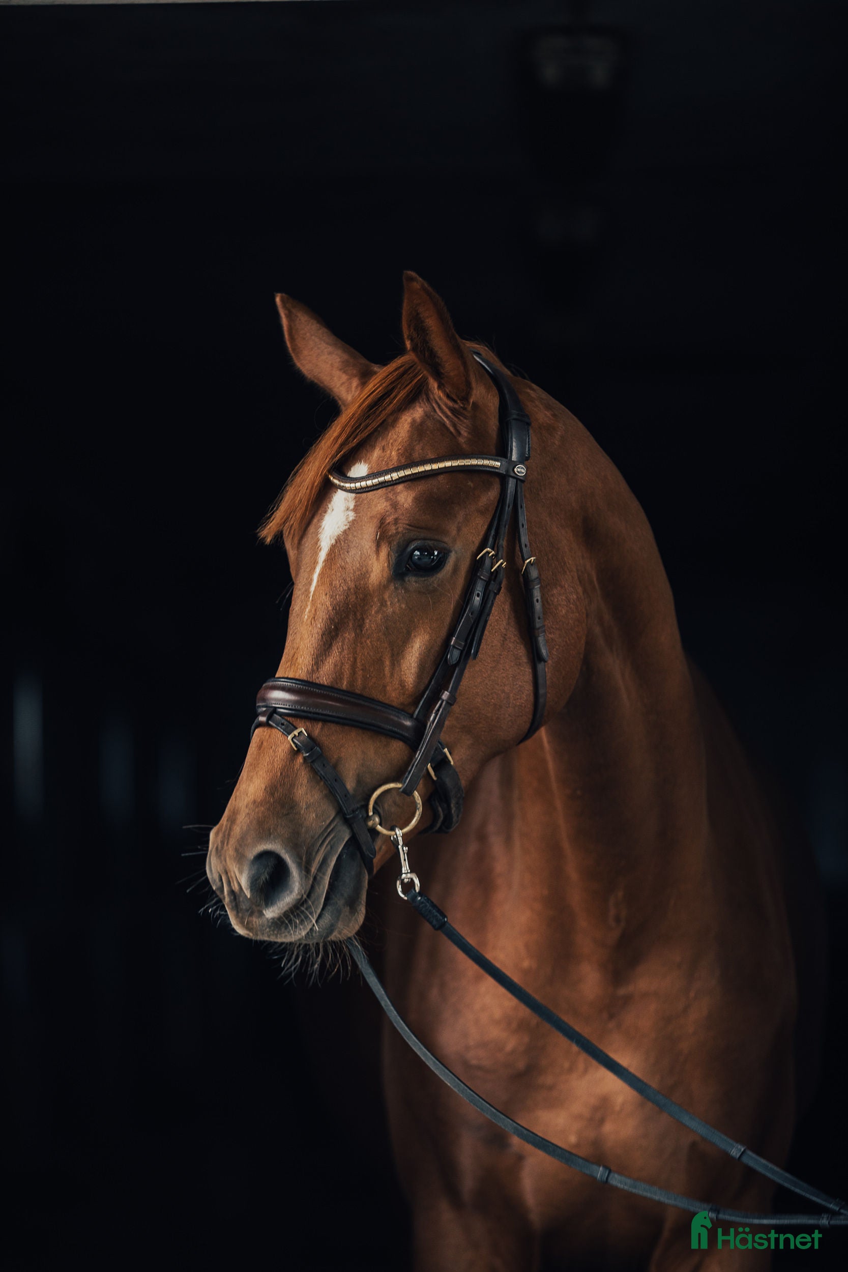 Dressyr hästar till salu: Dressyrsto e. Sibelius i Habo - Annons 2