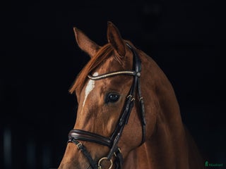 Dressyr hästar till salu: Dressyrsto e. Sibelius i Habo - Annons 2