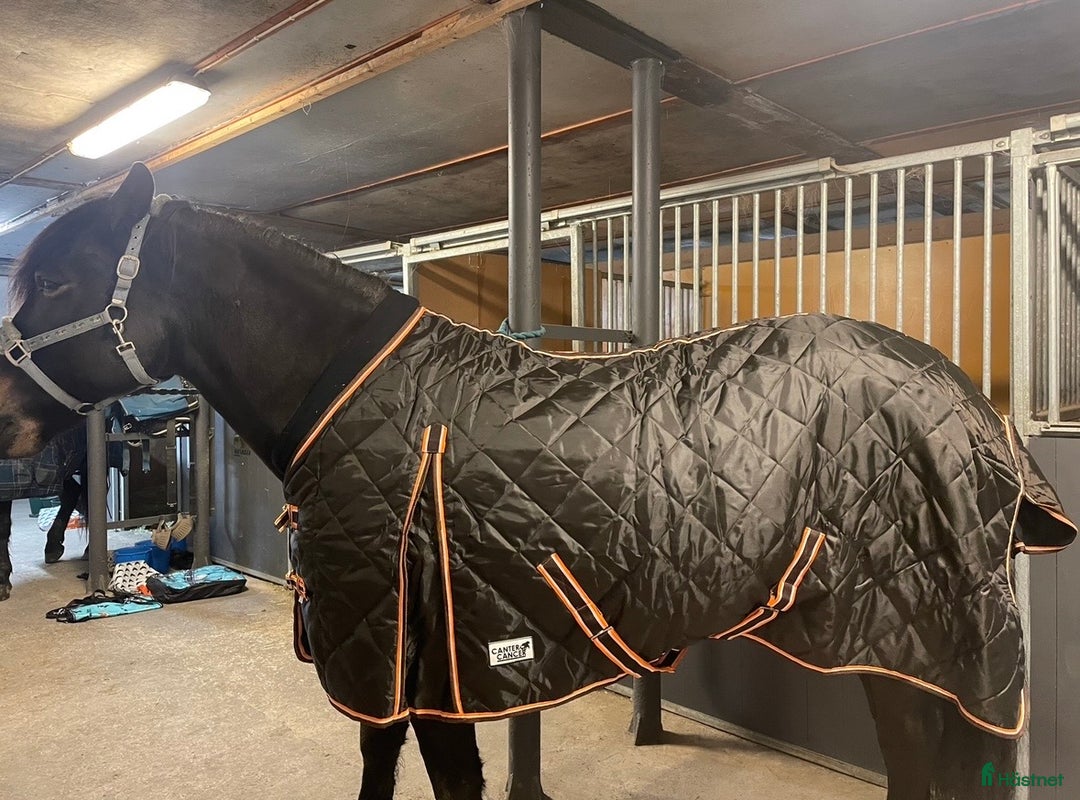 Täcken hästutrustning till salu: Olika hästtäcken  i Alingsås - Annons 1