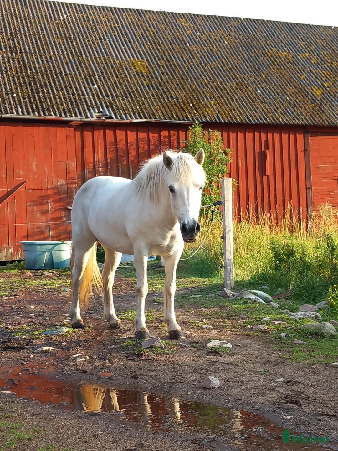 Island hästar till salu: Söt och snäll islandshäst - Annons 2