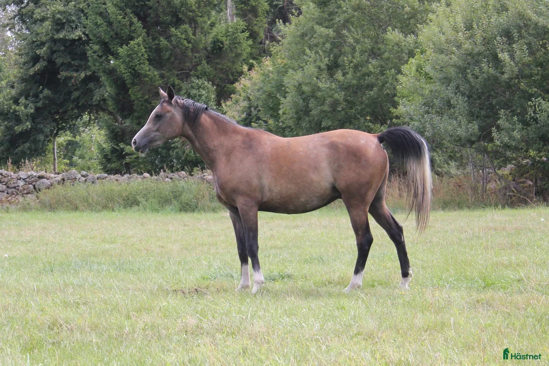 Allround hästar till salu: Framtida stjärna 🤩 - Annons 7