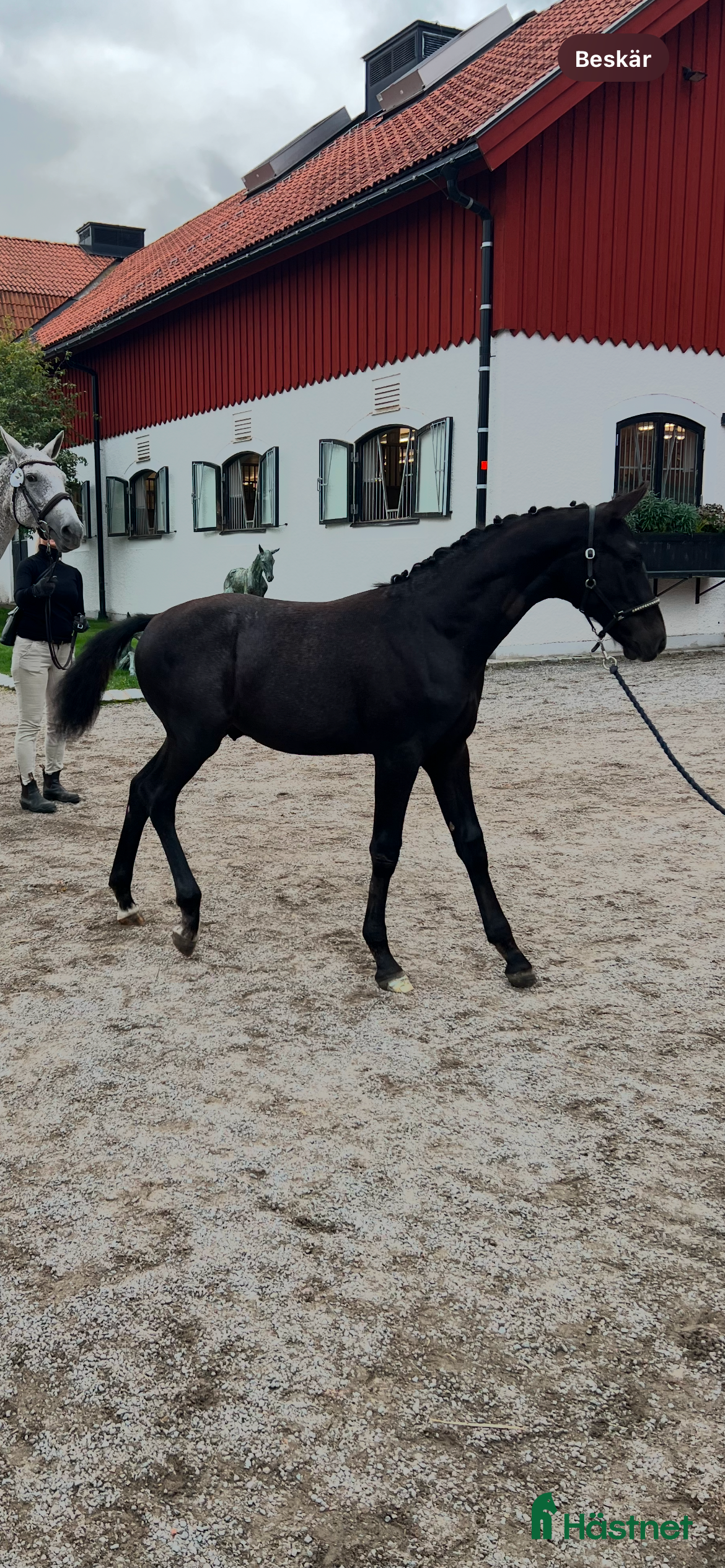  stallplats Söker sällskap till mitt föl i Ekerö - Annons 9