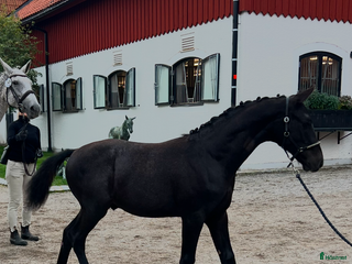 stallplats finnes: Söker sällskap till mitt föl i Ekerö - Annons 1