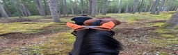 Allround hästar till salu: Finaste Stig söker sin människa - Annons 6